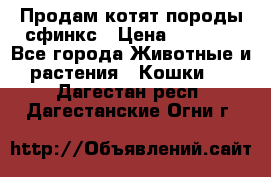 Продам котят породы сфинкс › Цена ­ 4 000 - Все города Животные и растения » Кошки   . Дагестан респ.,Дагестанские Огни г.